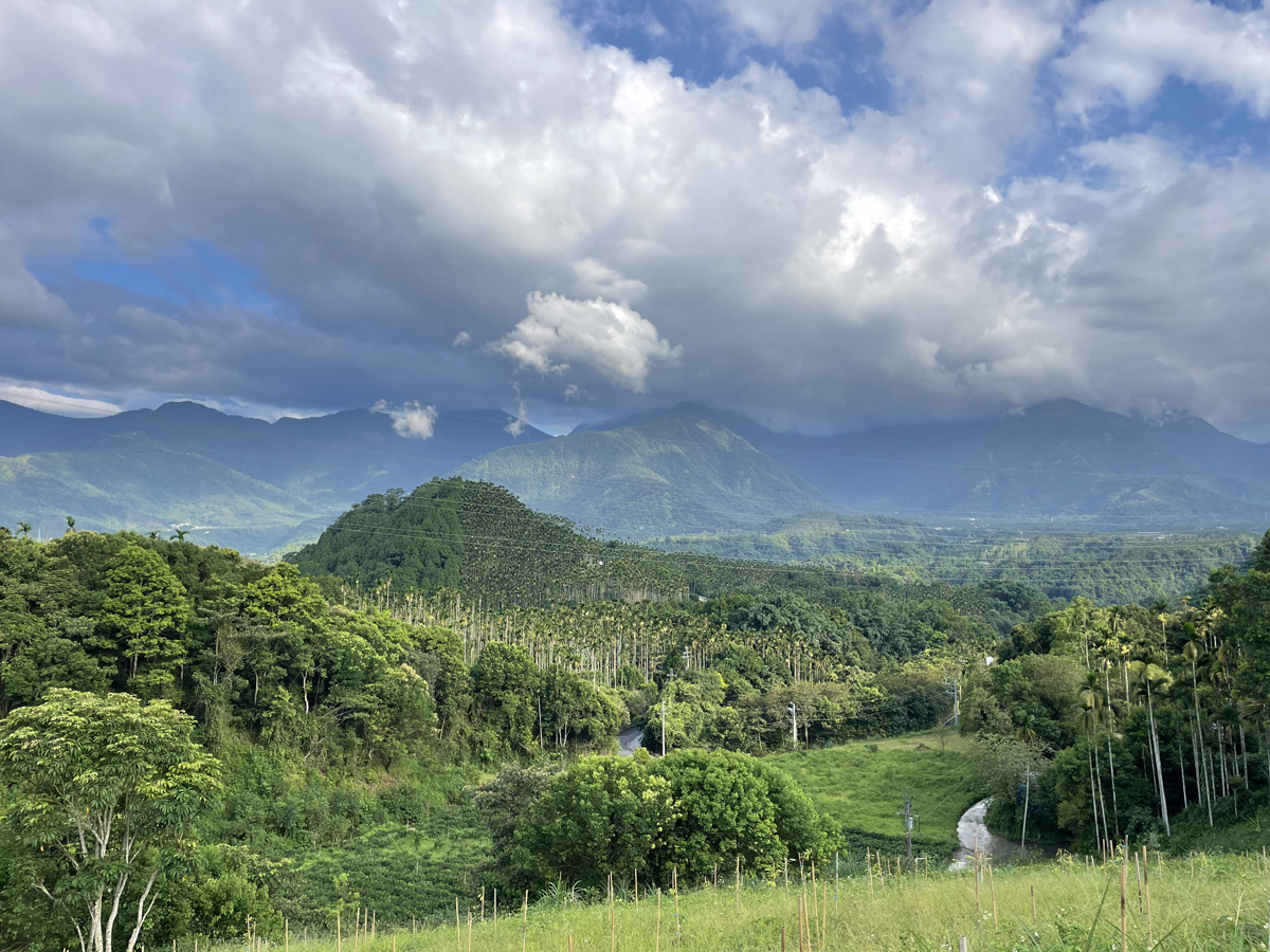 Taiwan High Mountain tea